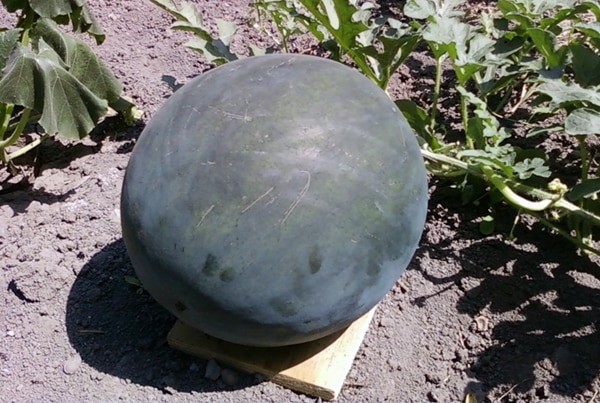 Wassermelone der Sorte Ogonyok auf freiem Feld