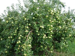 У којим је регионима боље узгајати грм јабуке сорте Црумб, опис и прегледе баштована