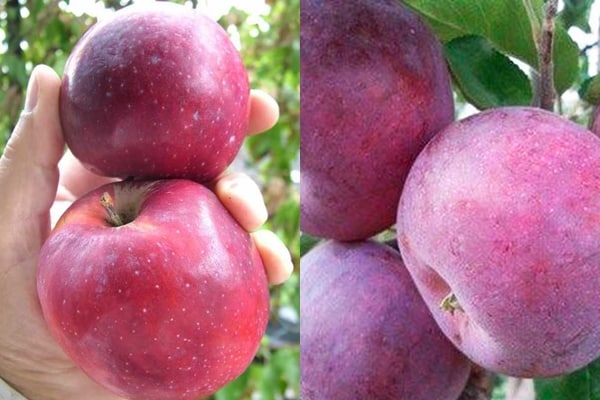 voće jabuke williams ponos