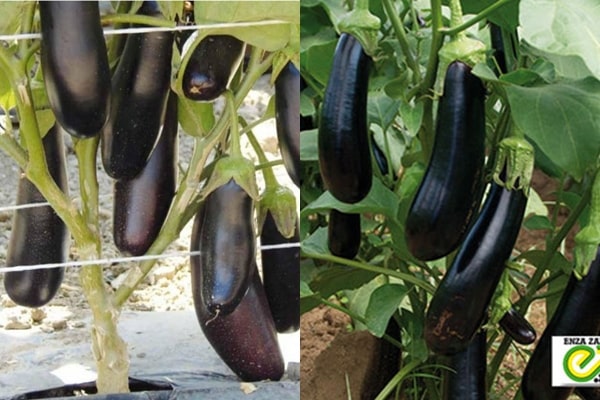 utseendet på destan aubergine