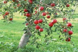 Valg af den optimale jord til plantning af et æbletræ: vi bestemmer surhedsgraden og alkaliteten, hvilken type jord der er behov for