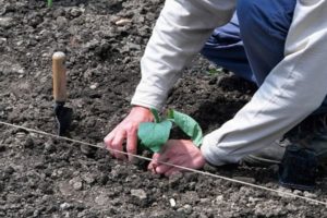 Hur man planterar äggplantor ordentligt i öppen mark: plantering, jordbrukstekniska åtgärder, grödrotation