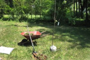 Kada sodinti obelis Uraluose su daigais, pavasarį ar vasarą, veislių parinkimas ir rekomendacijos dėl augalų priežiūros
