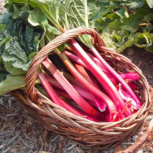 rhubarb beneficial properties