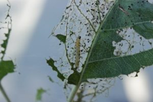 Folk- och kemiska metoder för att hantera larv av silkesorm på äppelträd, förebyggande