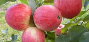 I vilka regioner är det bäst att plantera äpplesorten Kanel ny, beskrivning av frukt och smakegenskaper