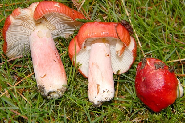 mushrooms for salting