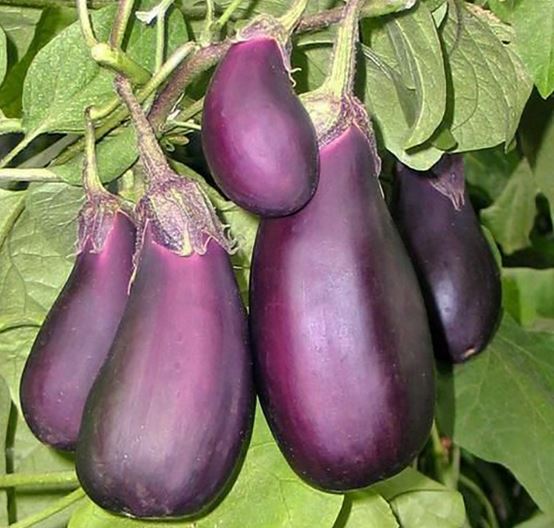 Balagur aubergine