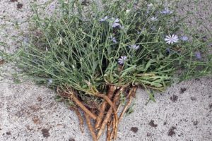 Hoe cichoreiwortel en bloemen thuis te verzamelen en te drogen
