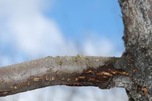 Prečo kmeň jablone sčernie a vetvy vyschnú, ako strom vyliečiť a čo robiť