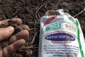 Návod na používanie hnojiva Fitosporin na záhrade