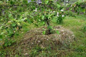 Come puoi pacciamare un melo, materiali organici e inorganici, tagliare l'erba