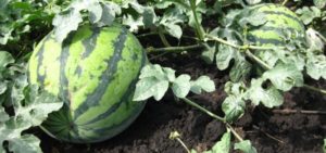 Jordbruksteknik för odling av vattenmeloner i det öppna fältet och i ett växthus i Sibirien, plantering och vård