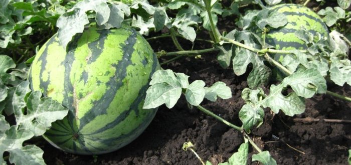 plantera vattenmelon siberian ljus