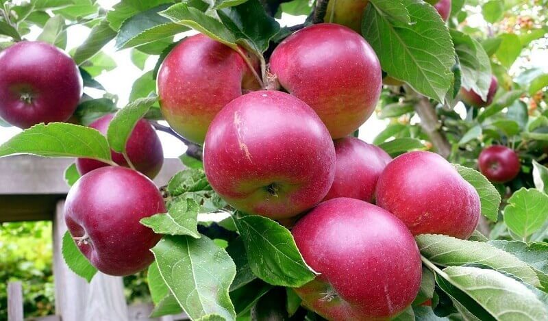 äppelträd höstglädje