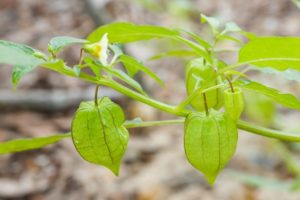 Come coltivare e prendersi cura di Physalis in una serra, descrizione della pianta e suggerimenti