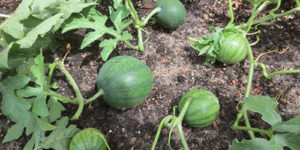 Teknik för odling av vattenmeloner i det öppna fältet, markval, formning och vård