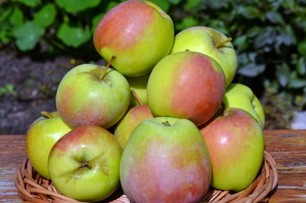 odrody jabloní Khakassia
