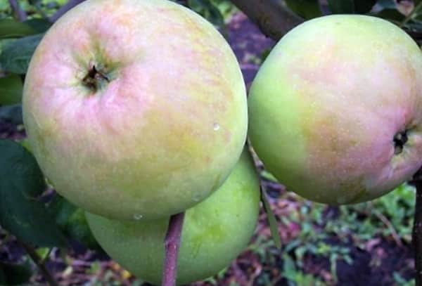 Kutuzovets äpplen
