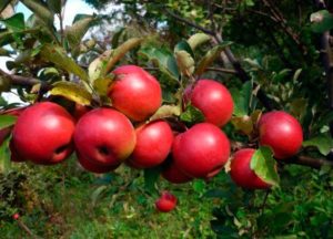 Опис и карактеристике сорте јабуке Јесења радост, гајење и принос