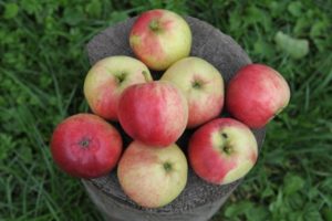 Descripción, características y regiones de distribución de la variedad de manzano Afrodita.