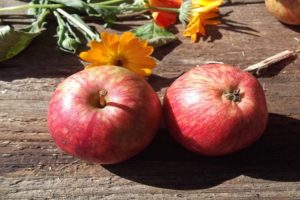 Descripción y características de la variedad de manzana Flor escarlata, rendimiento y resistencia al invierno.
