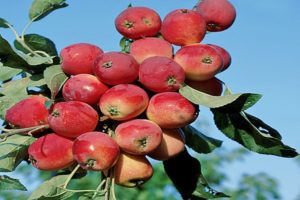 Историја узгоја, карактеристике и опис сорте јабука Алионусхка, растући региони