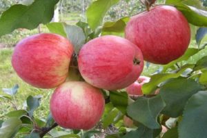 For which regions was the Alenushkino apple variety developed, description and characteristics