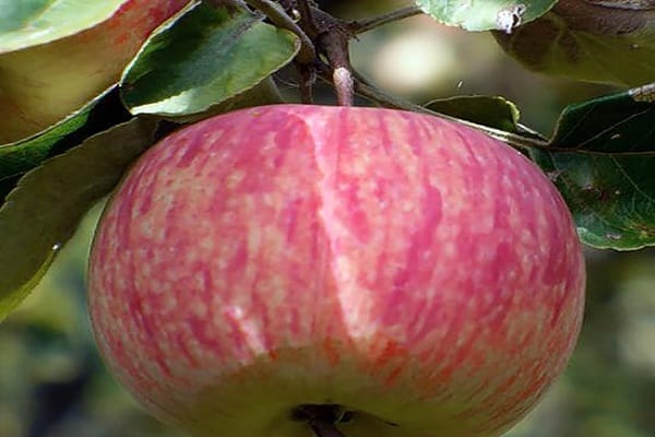 nevýhody jabloní