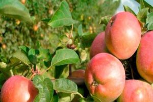 Obuolių veislių „Avenarius“ privalumai ir trūkumai, žiemos kietumo ir auginimo regionų ypatybės