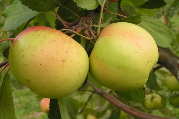 Äppelträdsorter