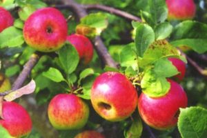 Obuolių veislės Bellefleur Bashkir charakteristikos ir aprašymas, auginimo regionai ir žiemos kietumas