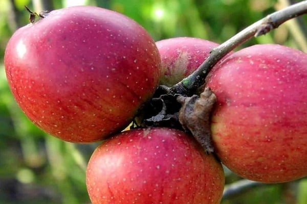 Popis a charakteristika odrůdy jabloní Bessemyanka Michurinskaya, oblasti distribuce a recenze zahradníků