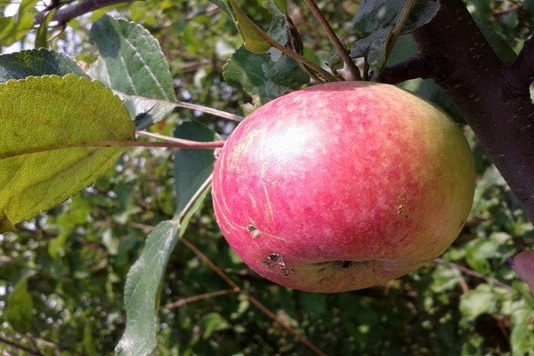 Popis a charakteristika odrůdy jabloní Bessemyanka Michurinskaya, oblasti distribuce a recenze zahradníků