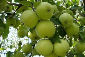 Description de la variété de pomme Barrel, caractéristiques de la résistance à l'hiver et régions de culture