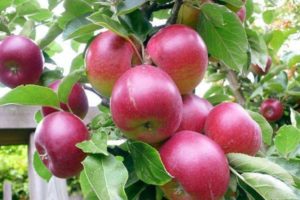 Опис и карактеристике сорте јабука јагода, које су подврсте и подручја раста