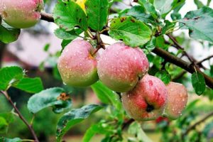 Egenskaper och beskrivning av äpplesorten Sokovo-3, sjukdomsresistens