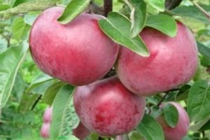 Опис и карактеристике сорте јабука Дарунок, како убрати и чувати усев