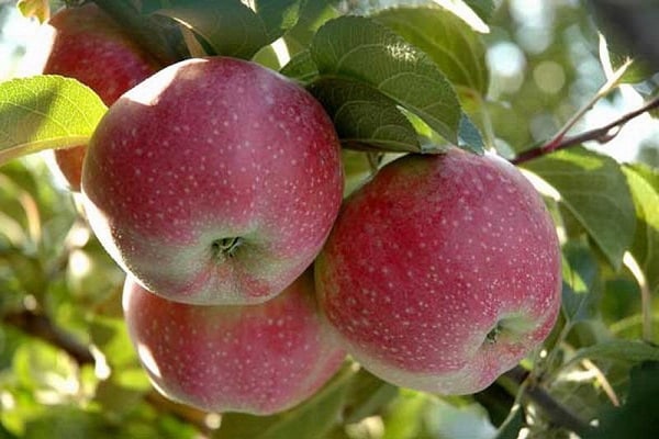 Beskrivning av äppelträdet