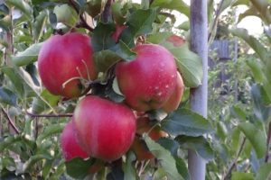 Beschrijving van de Eliza-appelvariëteit en zijn voordelen, opbrengst en groeiregio's