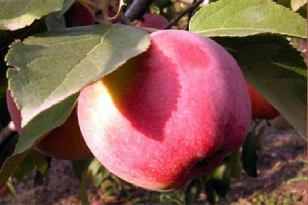 apple tree characteristics