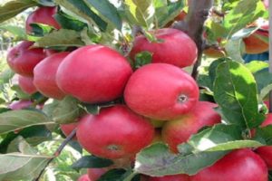 Stulpelio „Zhelannoye“ obuolių veislės aprašymas ir charakteristikos, pasiskirstymo regionai