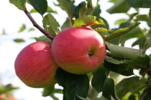 Značajke, opis i regije uzgajanja jabuka sorte Snezhny Kalvil
