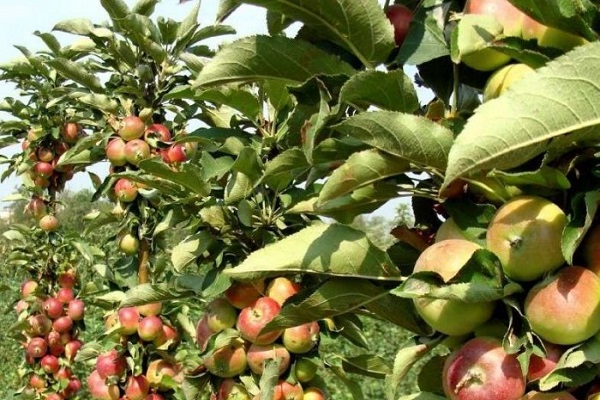 appelboom zuilvormig