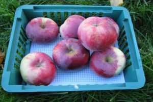 Charakteristika a opis odrody jabloní Pamäť Kovalenka, klady a zápory