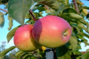 Beskrivning av äppelsorter Pamyat Syubarova och rekommenderade odlingsregioner
