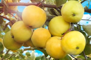 Charakteristiky a opis odrody jabloní Papiroyantarnoye, znaky pestovania a úrody