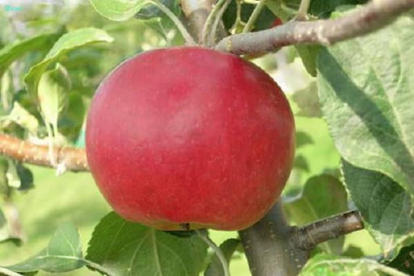 Opis odrody jabĺk červenej, výhody a nevýhody, priaznivé regióny pre pestovanie