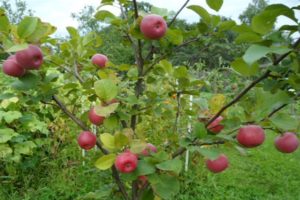 Карактеристике и опис сорте јабуке Теллиссааре, плодно време и отпорност на болести