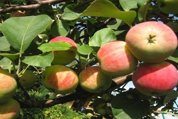manzanos tardíos